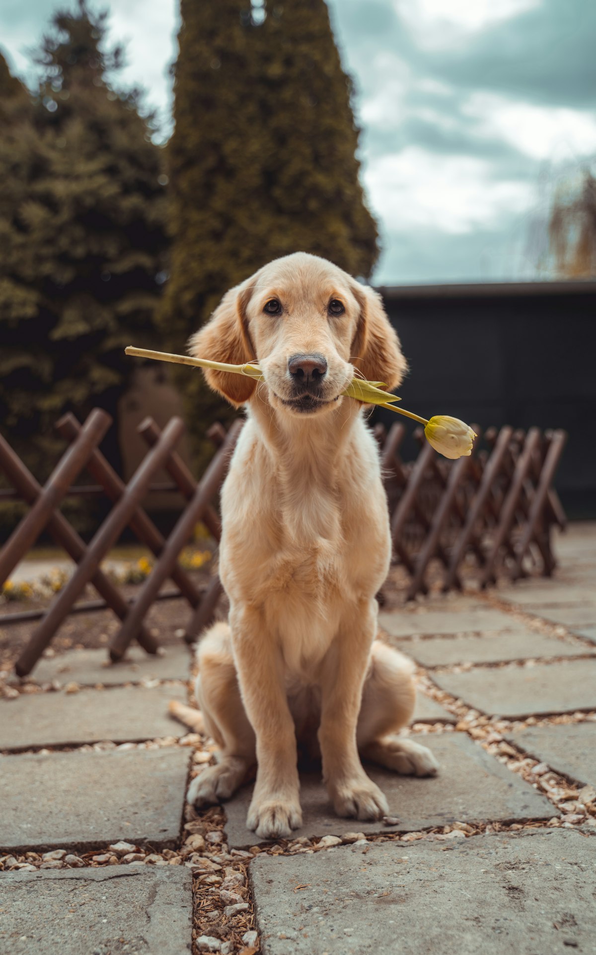 Healthy golden retriever